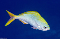 Caesio xanthonota (Yellowback Fusilier)