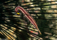 Diademichthys lineatus (Urchin Clingfish)