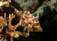 Acreichthys tomentosus (Bristle-Tail Filefish)