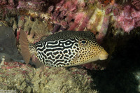 Ostracion solorense (Solor Boxfish)