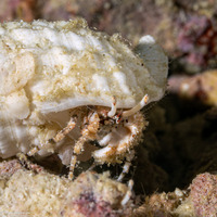 Diogenes biramus (Twin-Branch Hermit Crab)