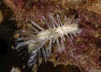 Chloeia bemisae (Chloeia bemisae)