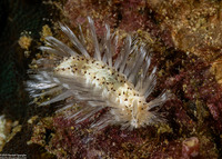 Chloeia bemisae (Chloeia bemisae)