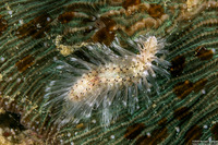 Chloeia bemisae (Chloeia bemisae)