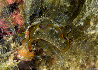 Elysia ornata (Ornate Sapsucking Slug)
