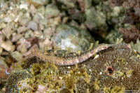 Corythoichthys schultzi (Schultz's Pipefish)