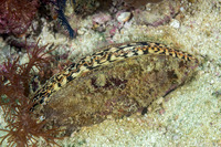 Atrina pectinata (Comb Pen Shell)