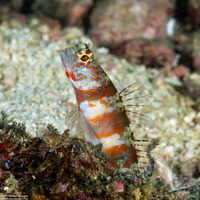 Amblyeleotris periophthalma (Broad-Banded Shrimpgoby)