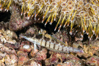 Parapercis lineopunctata (Nosestripe Sandperch)
