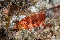 Oxycheilinus celebicus (Celebes Wrasse)