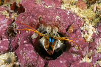 Haptosquilla stoliura (Blue Spot Mantis)