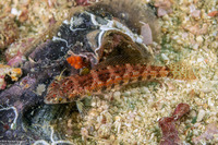 Parapercis snyderi (Blackfin Sandperch)