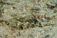 Dactylopus dactylopus (Fingered Dragonet)