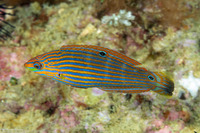 Halichoeres melanurus (Pinstriped Wrasse)