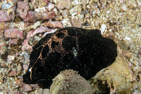 Ovula ovum (Common Egg Cowry)