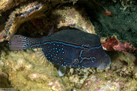 Ostracion solorense (Solor Boxfish)