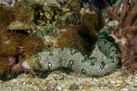 Echidna nebulosa (Snowflake Moray)