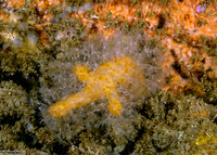 Parasphaerasclera sp.2 (Parasphaerasclera sp.2)