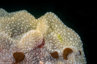 Diazona tenera (Diazona Tenera)