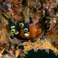 Lyncina sulcidentata (Groove-Tooth Cowry)