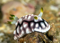 Goniobranchus geometricus (Geometric Chromodoris)