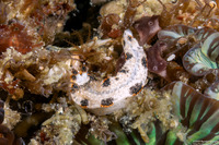 Dermatobranchus fortunatus (Dark-Spot Dermatobranchus)