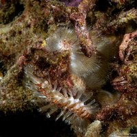 Chloeia bemisae (Chloeia bemisae)