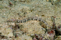 Corythoichthys haematopterus (Reeftop Pipefish)