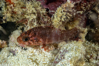 Siphamia corallicola (Coral Siphonfish)