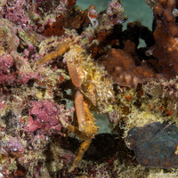 Schizophrys aspera (Ornamental Spider Crab)