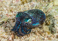 Euprymna berryi (Berry's Bobtail Squid)