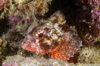 Parascorpaena picta (Painted Scorpionfish)