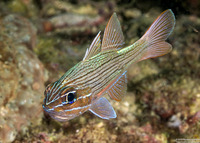 Ostorhinchus multilineatus (Manylined Cardinalfish)
