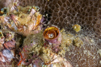 Petaloconchus keenae (Keen’s Wormsnail)