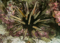 Phyllacanthus imperialis (Imperial Lance Urchin)