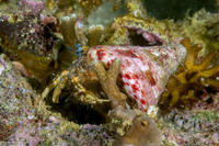 Pagurus sp.3 (Blue-Banded Pagurus)