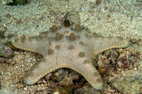 Protoreaster nodosus (Chocolate Chip Sea Star)