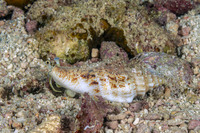 Ministrombus variabilis (Variable Conch)