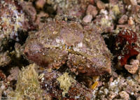 Calappa gallus (Rough Box Crab)