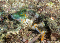 Canthigaster coronata (Crowned Toby)
