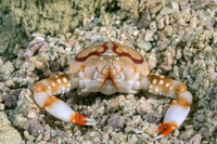 Leucosia anatum (Pebble Crab)