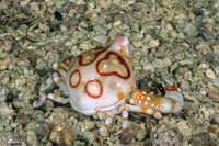 Leucosia anatum (Pebble Crab)