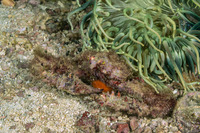 Rhinolambrus contrarius (Variable Elbow Crab)