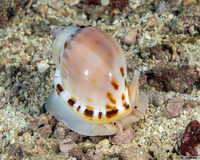 Casmaria erinaceus (Common Bonnet)