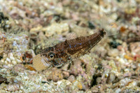 Siphamia corallicola (Coral Siphonfish)