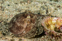 Amphioctopus marginatus (Coconut Octopus)