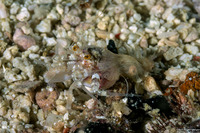 Catapagurus sp.3 (White-Dotted Hermit Crab)