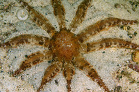 Luidia magnifica (Magnificent Star)