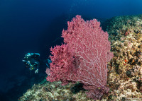 Muricella plectana (Muricella Plectana)