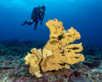 Ianthella basta (Elephant Ear Sponge)